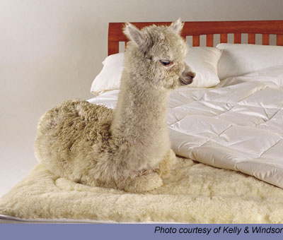 Cria sitting on bed