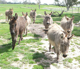 Donkeys