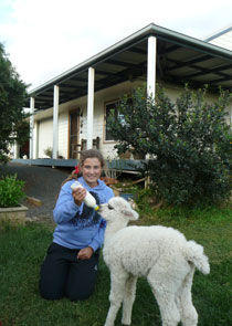 Bottle feeding a cria