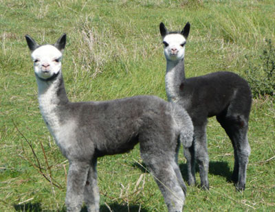 Grey alpaca babies