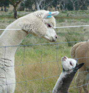 Looking over the fence