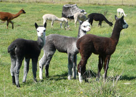 Alpacas